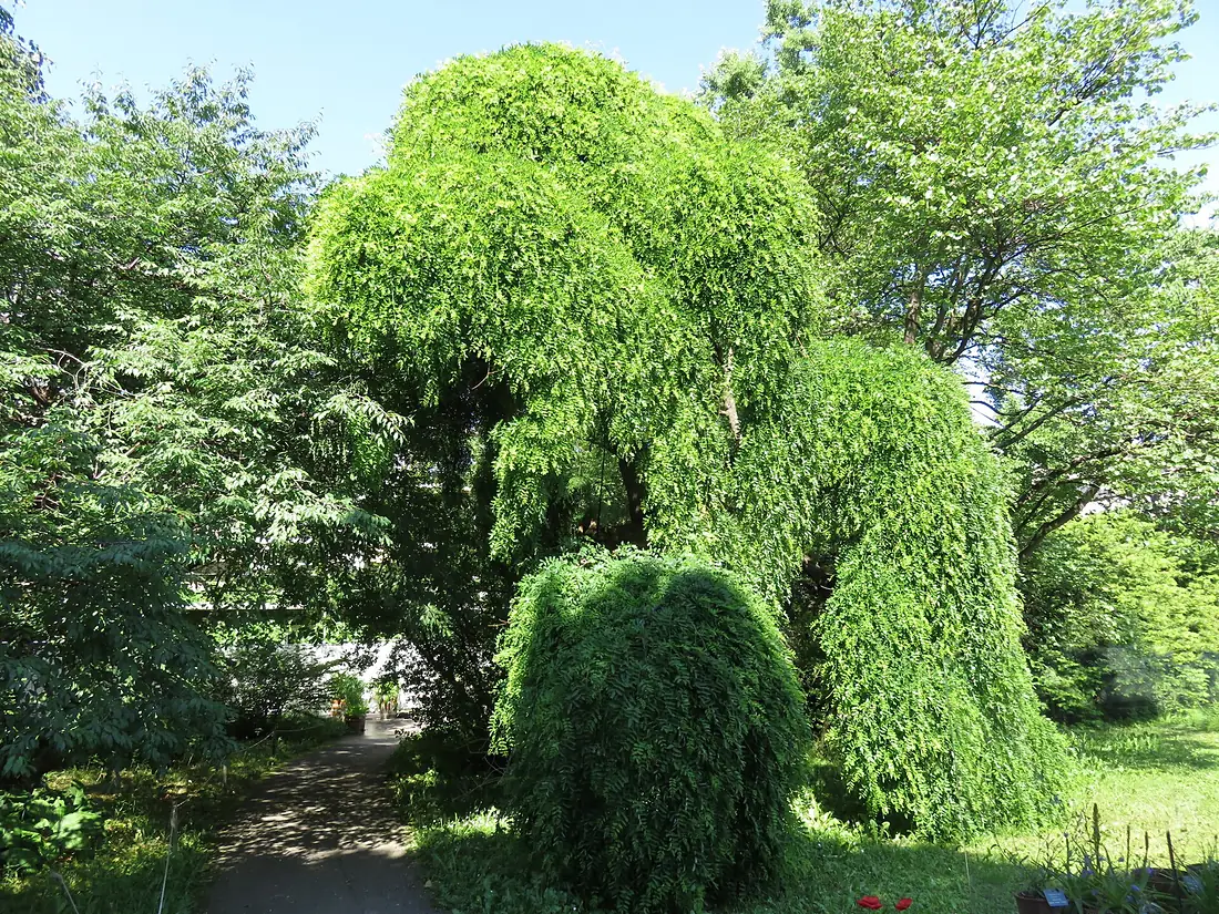 20170527 Basel Botanische Garden