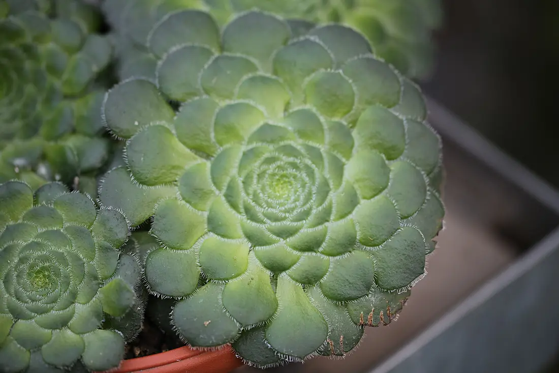 Aeonium tabuliforme in the Botanical Garden in Basel