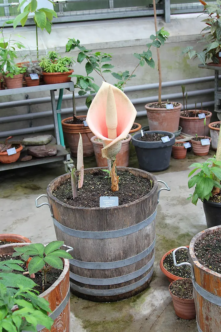 Amorphophallus bulbifer - Botanical Garden Basel