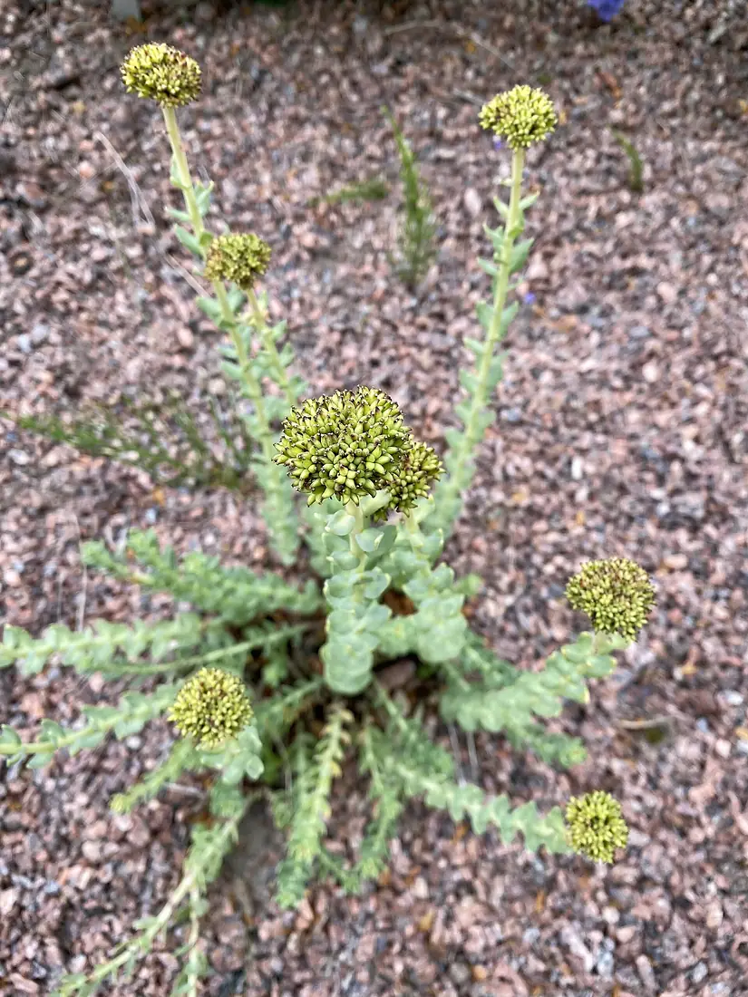 Kaisaniemi botanical garden 1