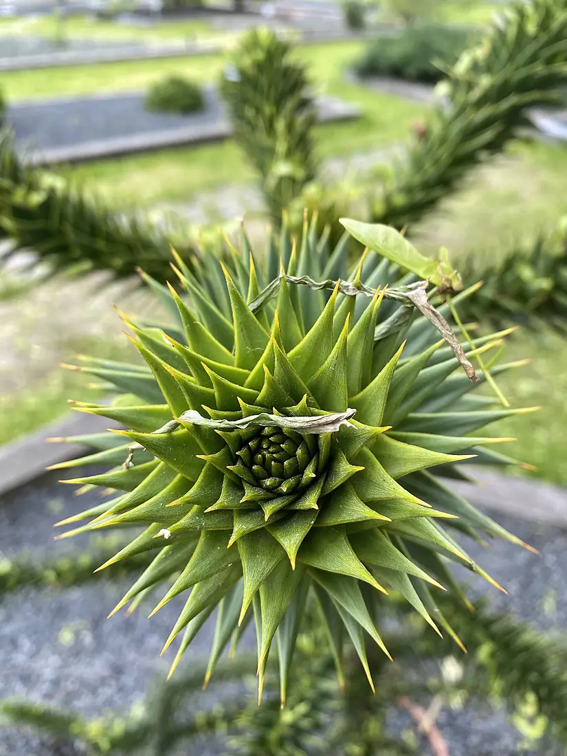 Kaisaniemi botanical garden 2