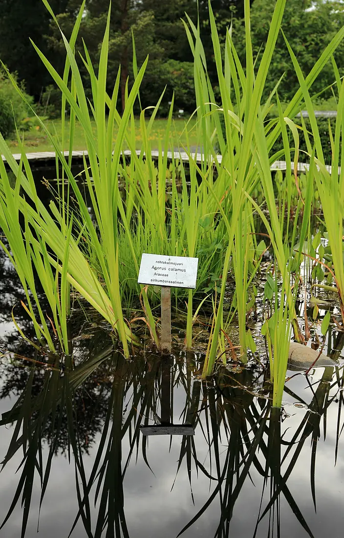 Acorus Calamus Oulu 20150707