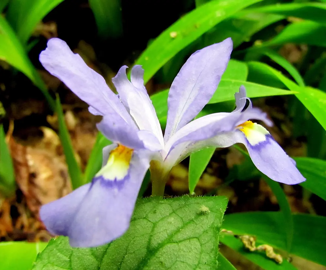 Dwarf Crested Iris Uwaharrie Trail Uwahrrie Nat Forest NC Uwaharrie Trail Uwahrrie Nat Forest NC 1236