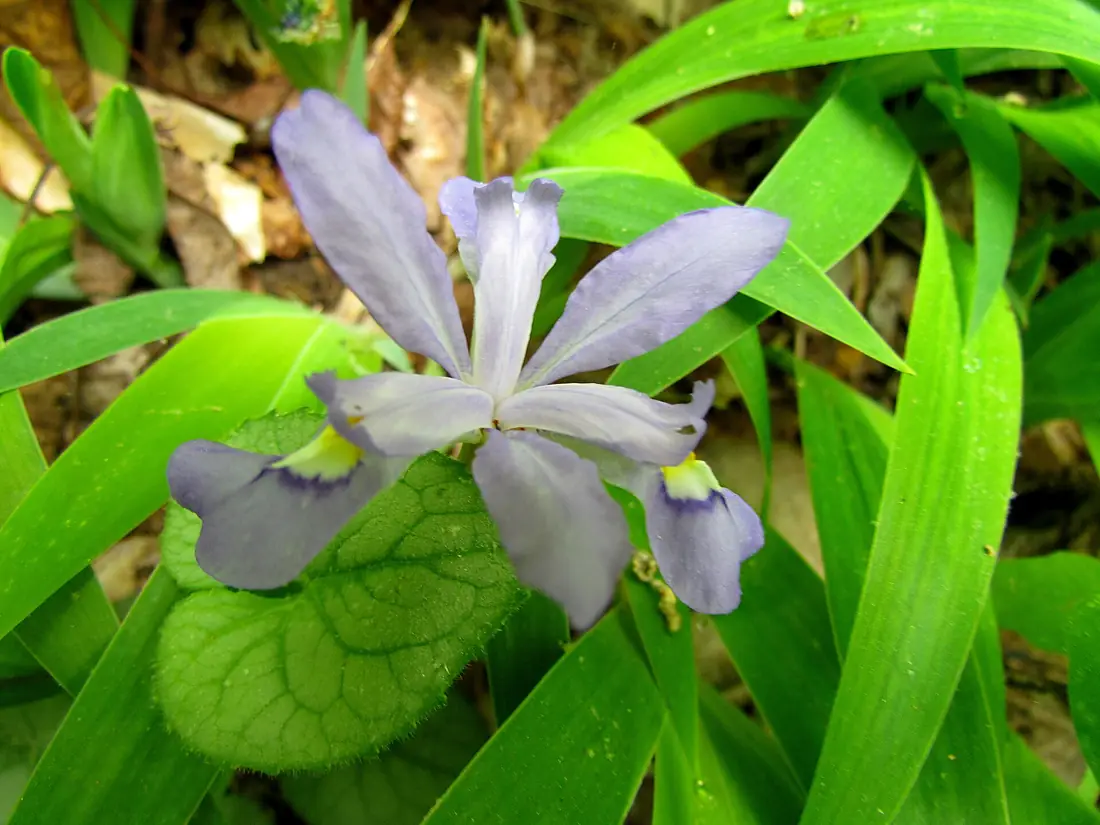 Dwarf Crested Iris Uwaharrie Trail Uwahrrie Nat Forest NC Uwaharrie Trail Uwahrrie Nat Forest NC 1237