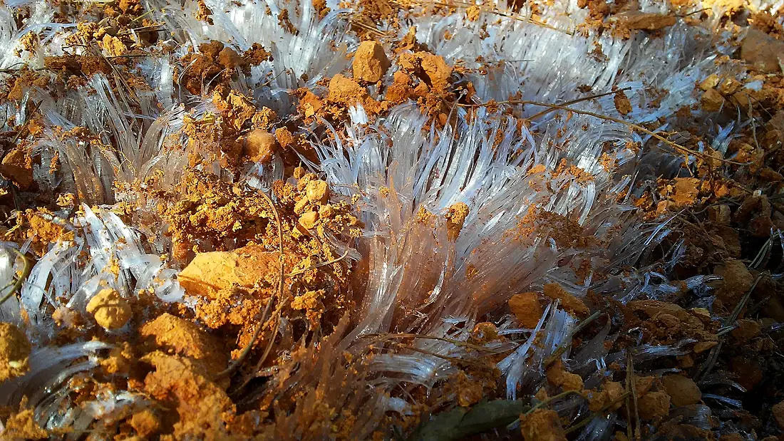 Needle ice patch in Uwharrie National Forest