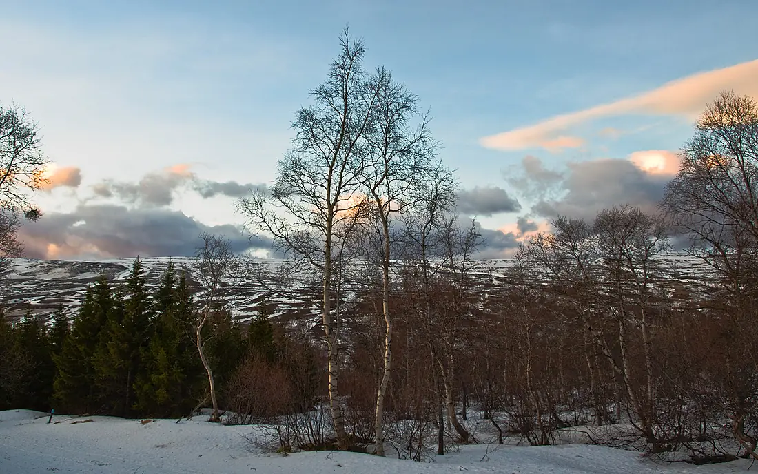 Vaglaskógur