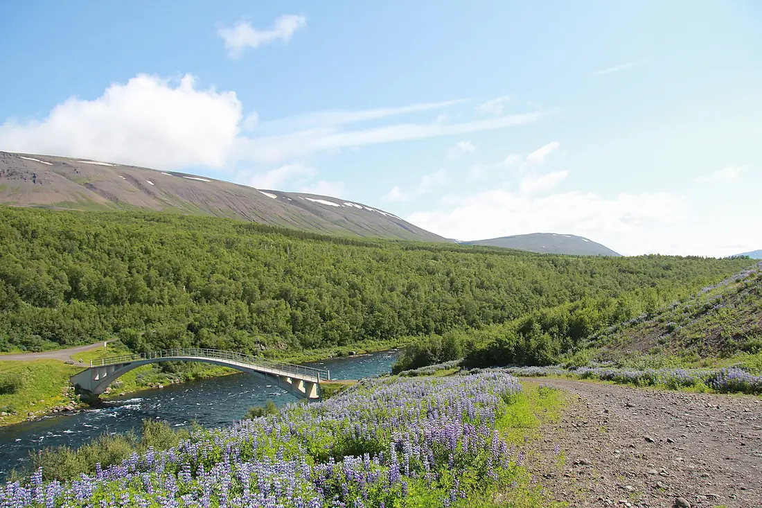 Gamla bogabrúin á Fnjóská og Vaglaskógur