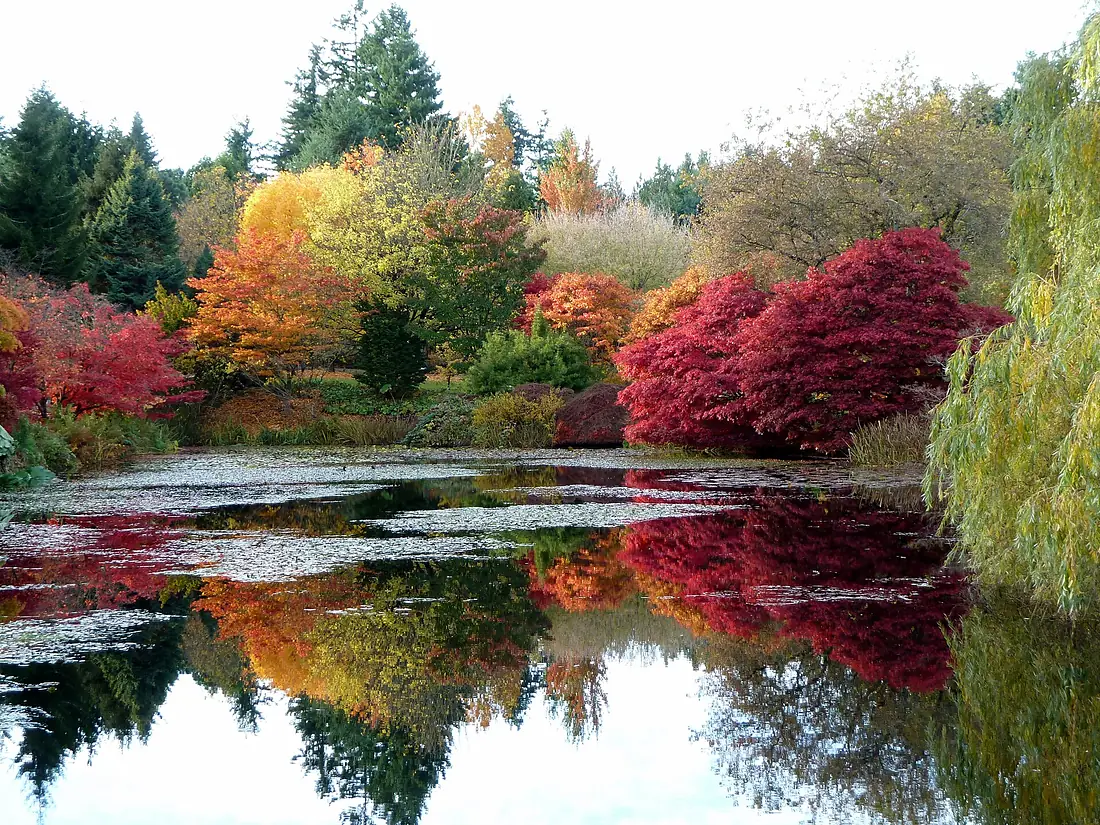 Autumn colours at VanDusen Botanical Garden