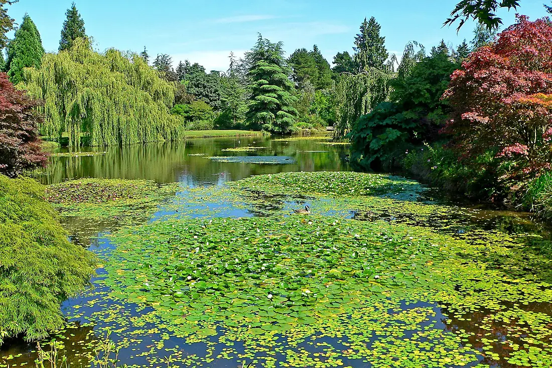 VanDusen Botanical Garden 3