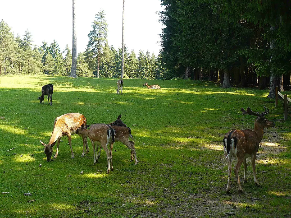 Damhirsche Wildgehege Veldensteiner Forst