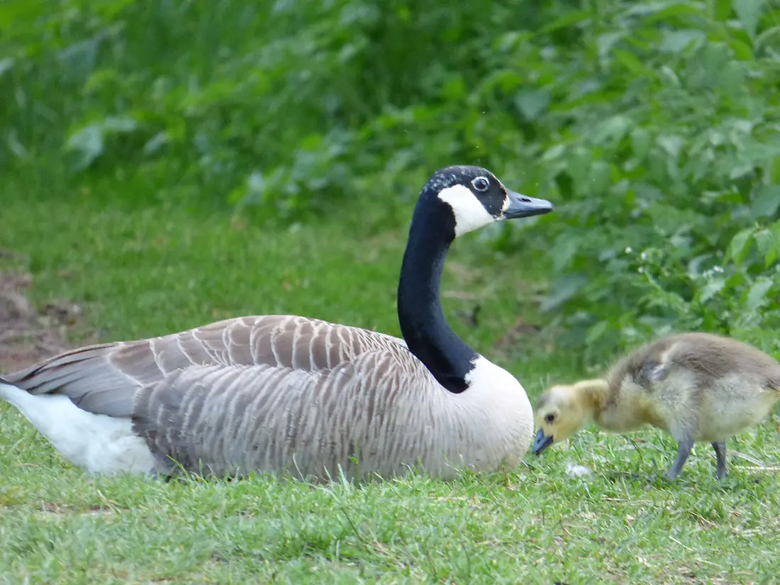 Kanadagans beim Kammerweiher