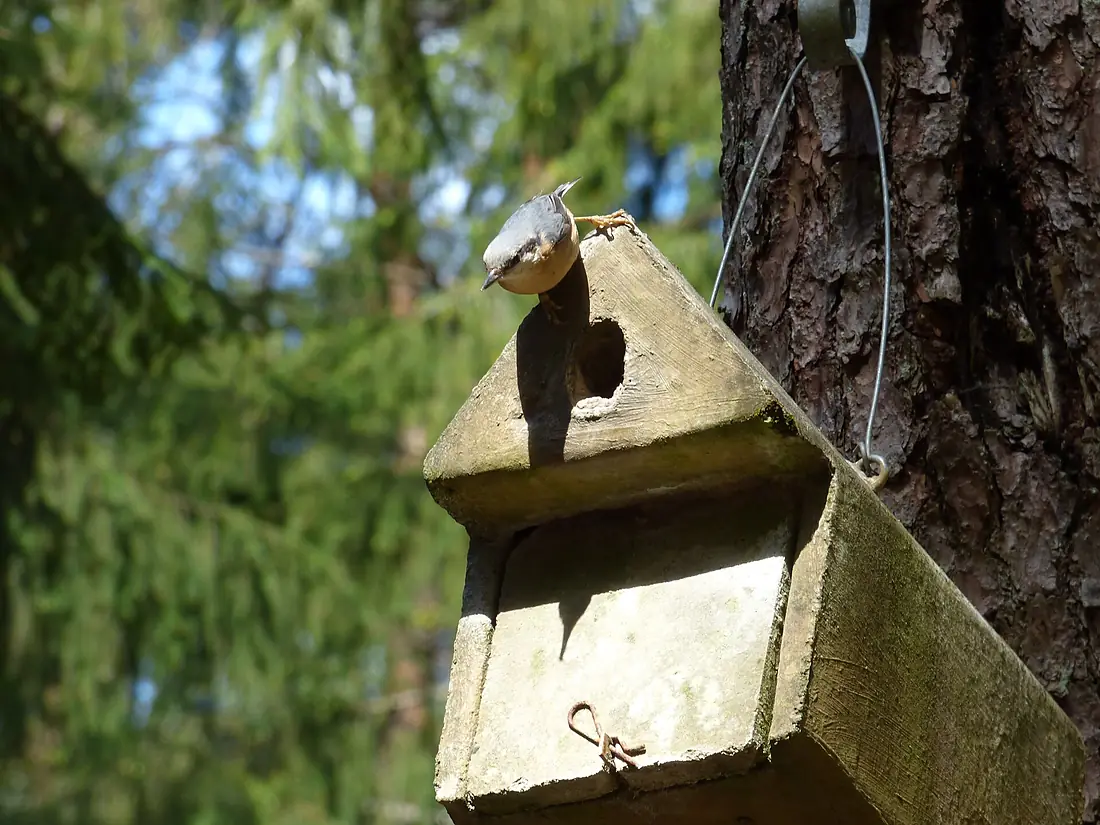 Kleiber auf Vogelhäuschen