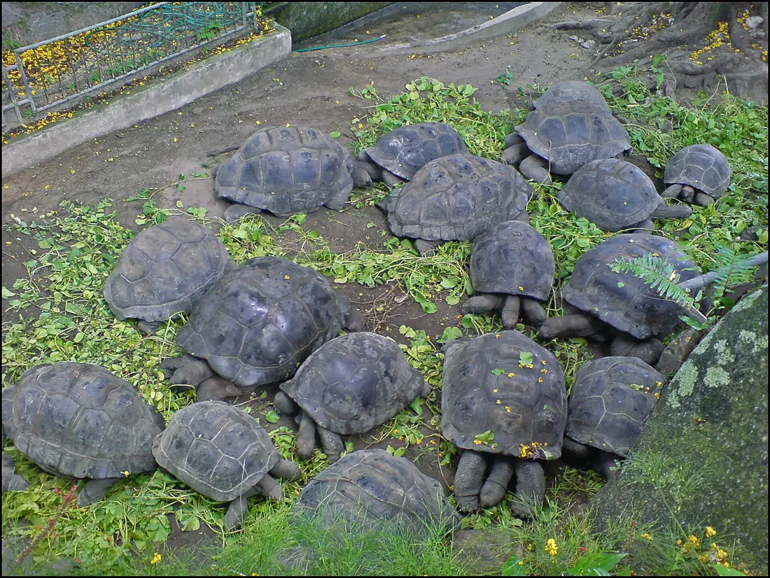 Aldabra Giant Tortoise