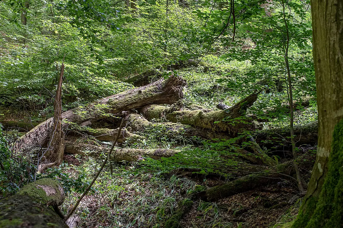 20170618 Biosphärenpark Wienerwald 9835