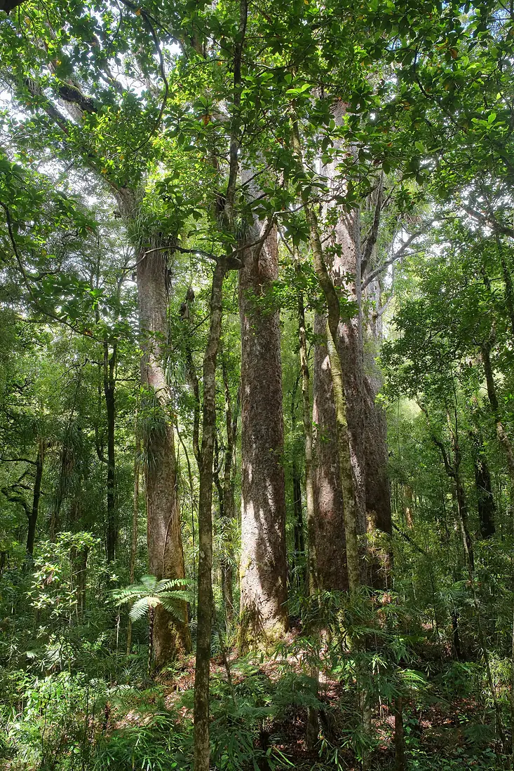 Cathedral Grove in Waipoua Forest