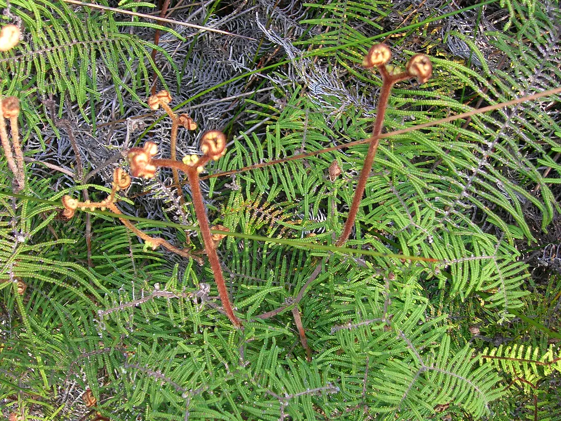 Flickr - brewbooks - Waipoua Forest (01)