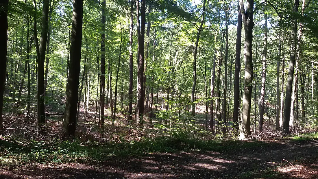 Sommerende im Warndt - panoramio