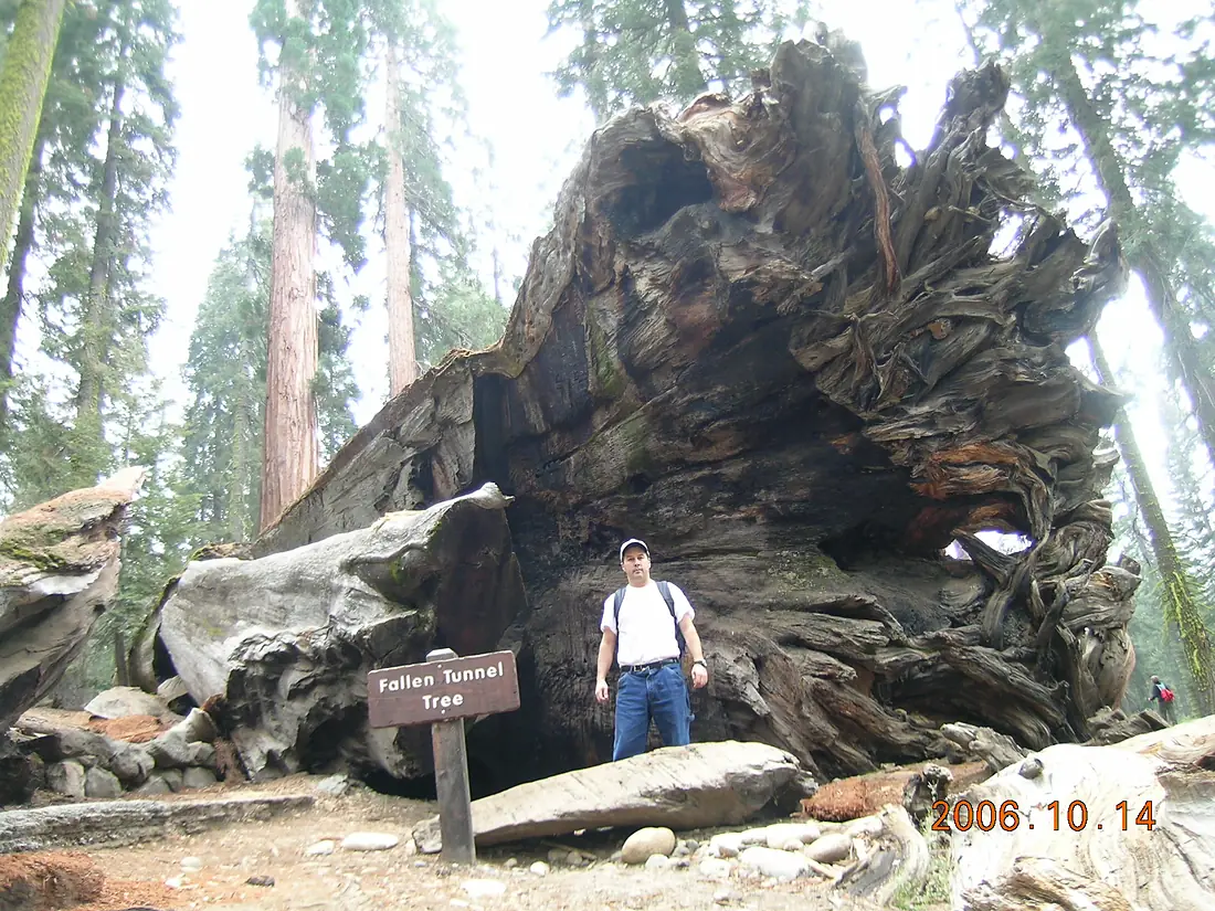 Fallen Tunnel Tree, aka Wawona Tree
