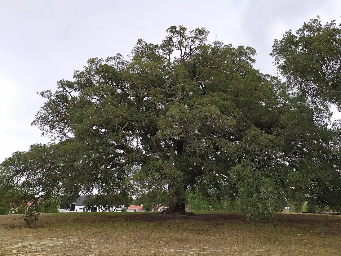 Árvore isolada em Águas de Moura - Chaparral do Mendonça