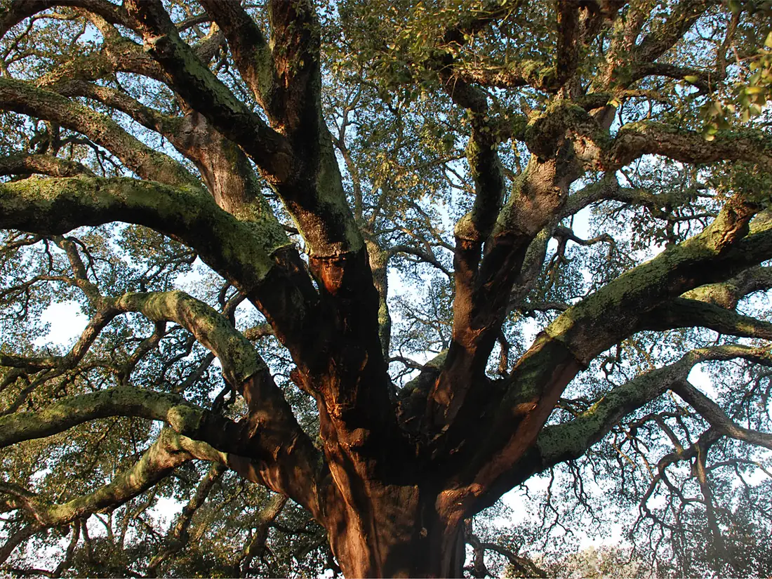 2018 winner ¨Whistler Cork Oak¨, Portugal
