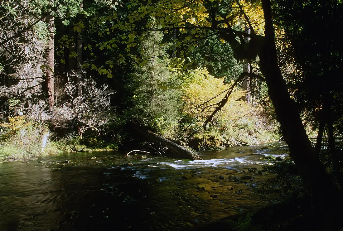 Breitenbush River and Trees, Willamette National Forest (36737276621)