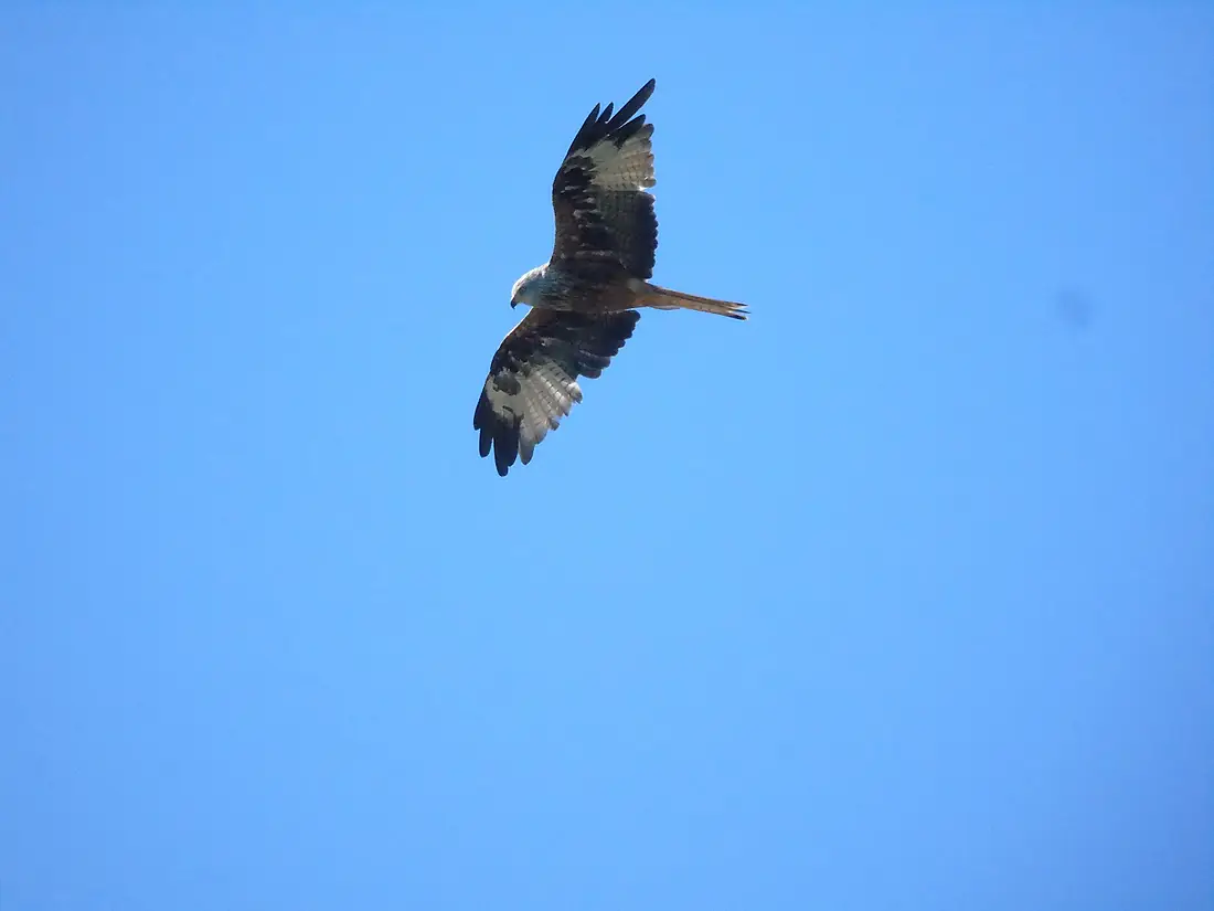 Red kite Windsor