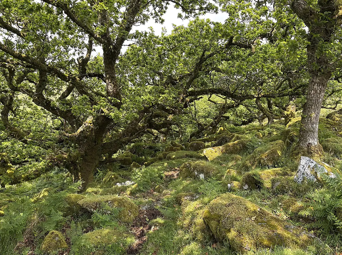 Wistman's Wood - one of Britain's last remaining ancient temperate rainforests