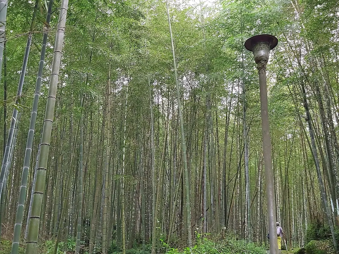 Xitou Nature Education Area-11.2023-10-18