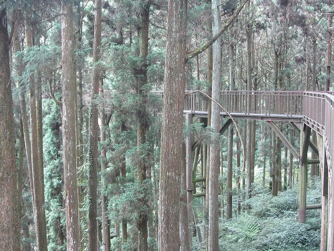 Xitou Sky Walk