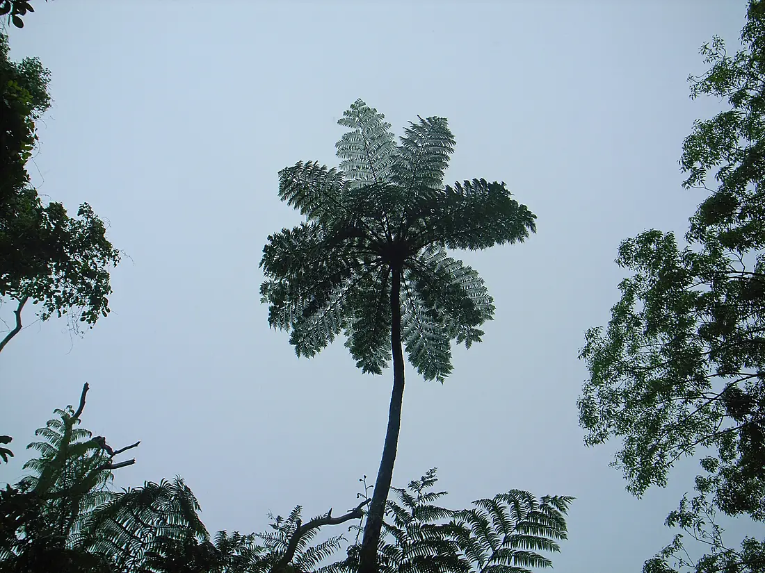 Cyathea Lepifera (tata aka T)