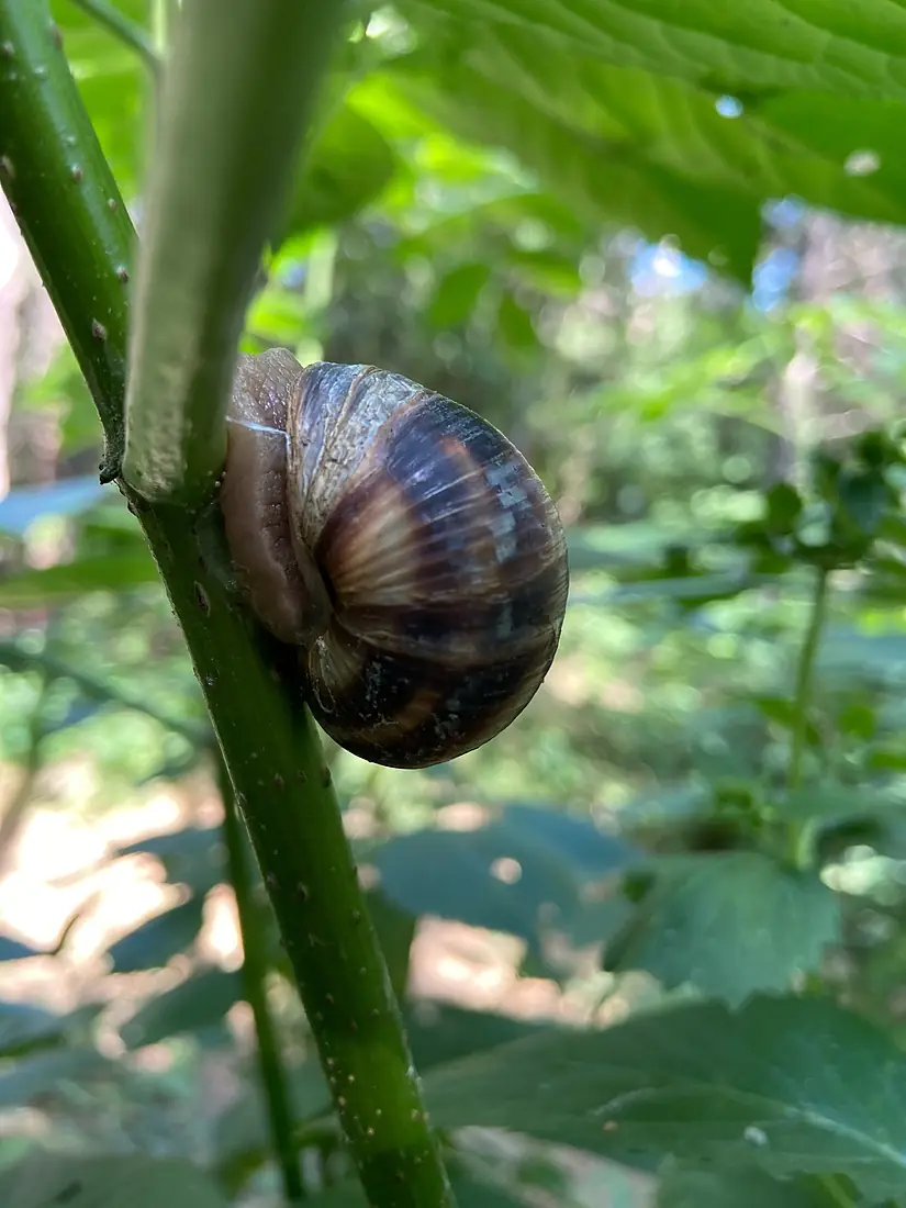 Big snail, Botanical Garden of Yerevan, June 2023